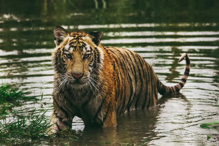 Jungle Safari