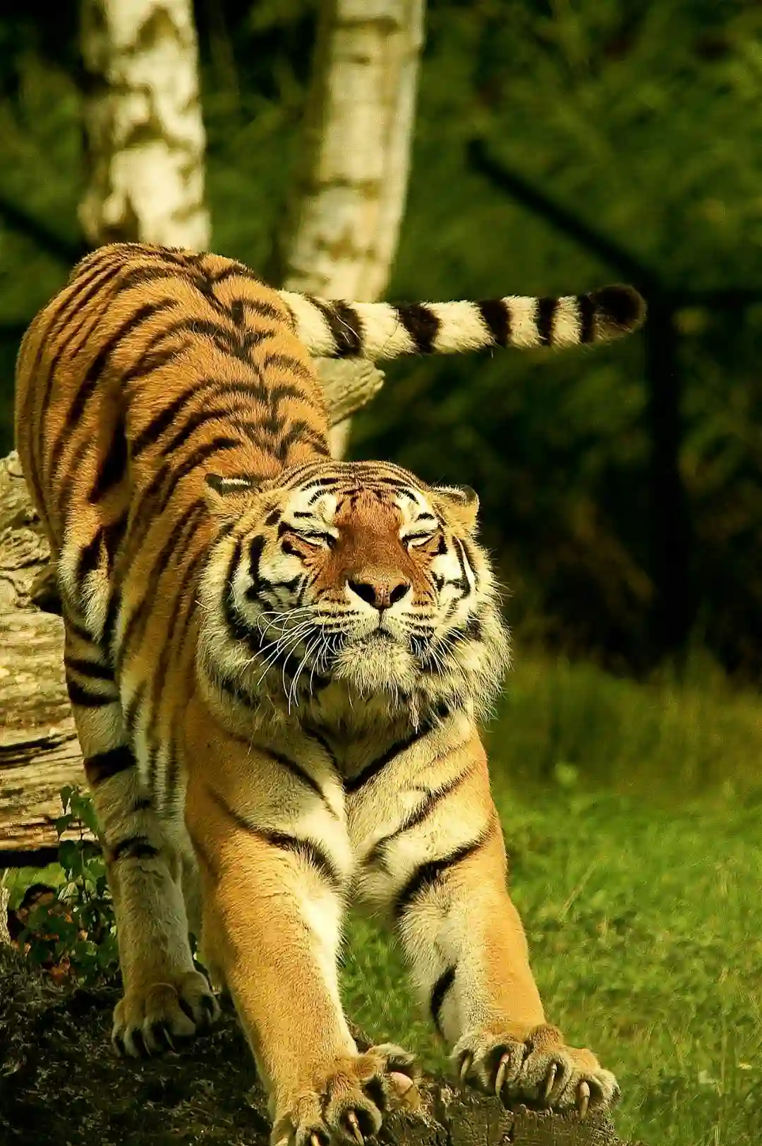 Tiger in Jim Corbett National Park