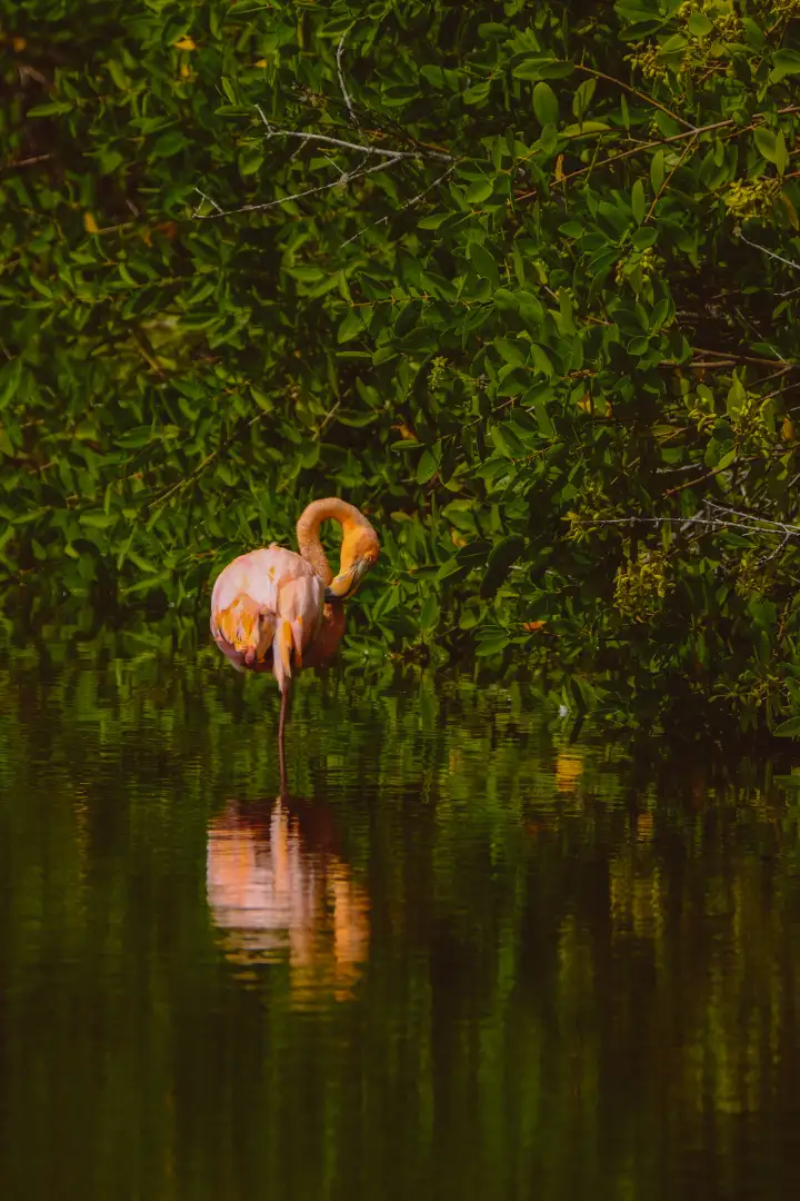 Flamingo in Jim Corbett National Park